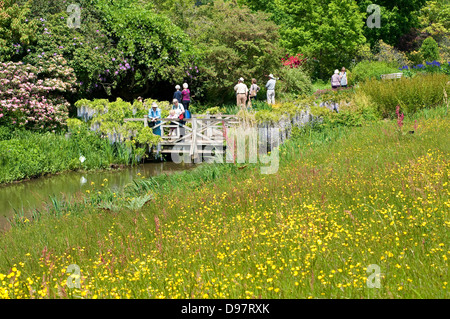 Prairie de renoncules jaunes à fleurs Jardin Wisley, Surrey, UK Banque D'Images