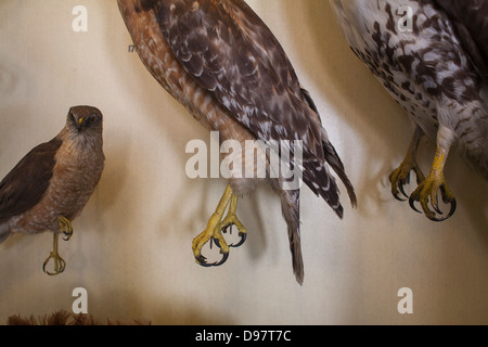 Exposition au musée d'oiseaux préservés sont affichées dans une vitrine de verre. Banque D'Images