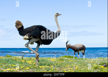 Autruche mâle (Struthio camelus) et pygarus Bontebok (Damaliscus pygargus), Cap de Bonne Espérance, Western Cape, Afrique du Sud Banque D'Images
