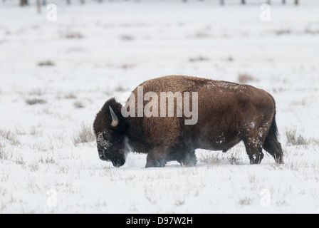 Un taureau bison broute dans la neige autour de Soda Butte dans le nord du Parc National de Yellowstone. Banque D'Images