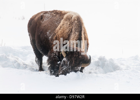 Un bison utilise son énorme tête de labourer à la neige afin de faire paître sur l'herbe ci-dessous. Banque D'Images