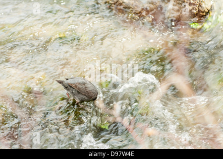 Un Cincle d'Amérique, ou de l'eau dans l'Ouzel, alimente la rivière Yellowstone, dans le nord du Parc National de Yellowstone. Banque D'Images