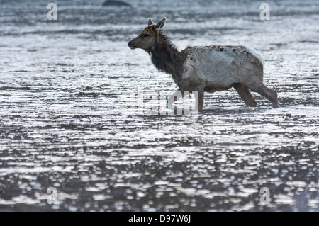 Une vache wapiti traverse la rivière Madison tôt un matin de printemps dans l'ouest du parc national Yellowstone. Banque D'Images