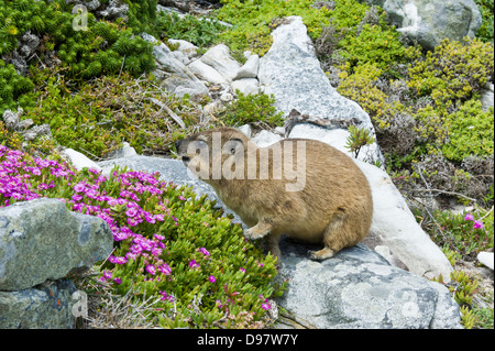 Hyrax (Procavia capensis Rock), le Cap de Bonne Espérance, Western Cape, Afrique du Sud Banque D'Images