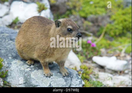 Hyrax (Procavia capensis Rock), le Cap de Bonne Espérance, Western Cape, Afrique du Sud Banque D'Images