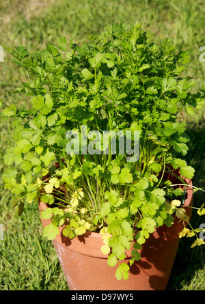La coriandre, Coriandrum sativum, Apiaceae. Aussi connu sous le nom de persil chinois, cilantro ou dhania, est une plante de la famille des Apiaceae. Banque D'Images
