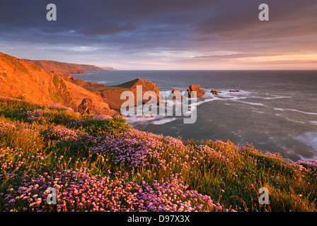 La floraison de l'économie sur la clifftops au-dessus de Hartland Quay, North Devon, Angleterre. Printemps (mai) 2013. Banque D'Images