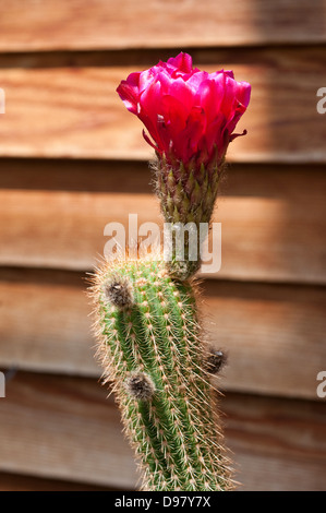 La floraison des plantes cactus Trichocereus 'Oh' Banque D'Images