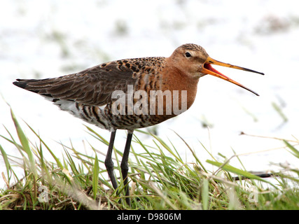 Barge à queue noire (Limosa limosa) se nourrissent dans les zones humides côtières au printemps dans le nord des Pays-Bas Banque D'Images