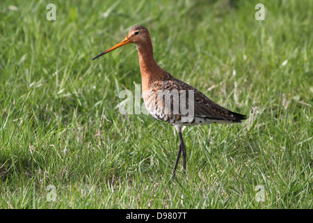 Close up très détaillé d'une barge à queue noire (Limosa limosa) se nourrissent dans les zones humides côtières (plus de 50 images de la série) Banque D'Images