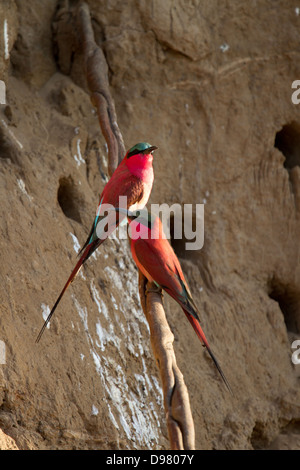 Le sud de Carmine Bee Eaters sur la rivière Mwamba, Kaingo Camp Banque D'Images