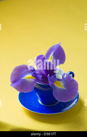 Portrait gros plan d'un violet et jaune Dutch Iris fleur dans une tasse à espresso bleu jaune sur une table. Banque D'Images