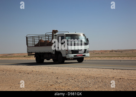 Transport d'un poulain de chameau avec LWK sur route du désert dans la zone Ai-Wusta, Oman Banque D'Images