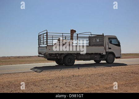 Transport d'un poulain de chameau sur desertroad avec LWK dans la zone Ai-Wusta, Oman Banque D'Images