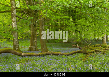 Printemps verdoyant danse laisse lentement dans la brise, ciel voilé comme heure d'or light cascade à travers le couvert des arbres en bois, o Dendles Banque D'Images