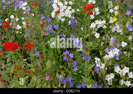 Lychnis chalcedonica Campanula persicifolia Banque D'Images