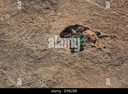 Paysages du sud du Dhofar, Jabal al-Qamar, Oman Banque D'Images