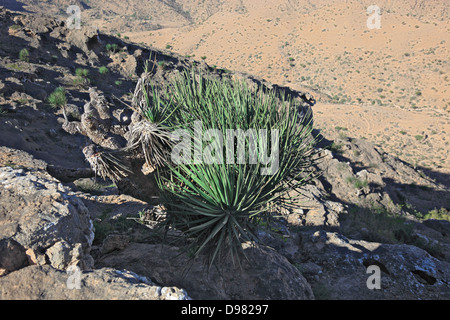 Paysages du sud du Dhofar, Jabal al-Qamar, Oman Banque D'Images