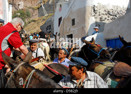 Les mules sur le chemin de la mer à la falaise ville de Fira sur l'île de Santorin dans la mer Égée, Grèce Banque D'Images