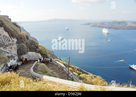 Les mules sur le chemin de la mer à la falaise ville de Fira sur l'île de Santorin dans la mer Égée, Grèce Banque D'Images