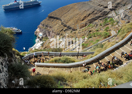 Les mules sur le chemin de la mer à la falaise ville de Fira sur l'île de Santorin dans la mer Égée, Grèce Banque D'Images