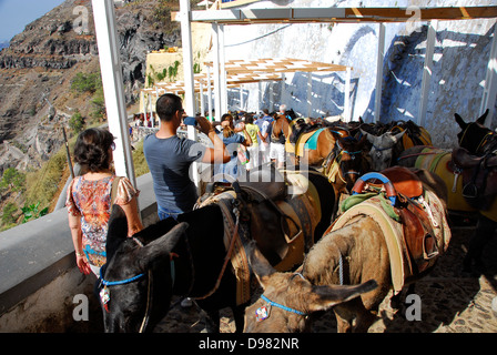 Les mules sur le chemin de la mer à la falaise ville de Fira sur l'île de Santorin dans la mer Égée, Grèce Banque D'Images