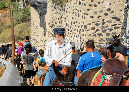 Les mules sur le chemin de la mer à la falaise ville de Fira sur l'île de Santorin dans la mer Égée, Grèce Banque D'Images