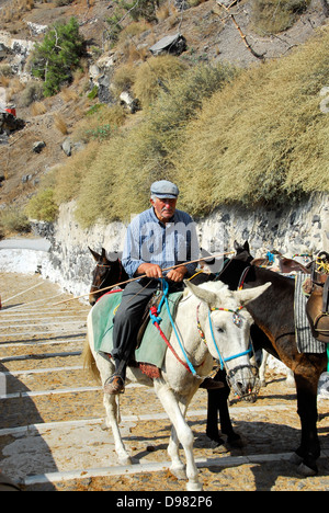 Les mules sur le chemin de la mer à la falaise ville de Fira sur l'île de Santorin dans la mer Égée, Grèce Banque D'Images