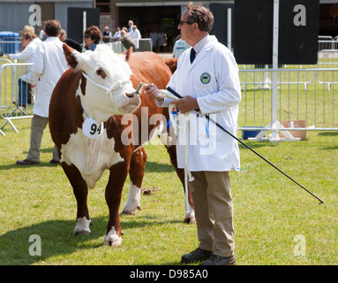 Les animaux d'être jugé exposé au salon d'un pays Banque D'Images