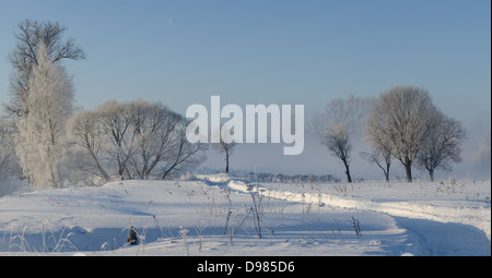 Arbres d'hiver dans le brouillard Banque D'Images