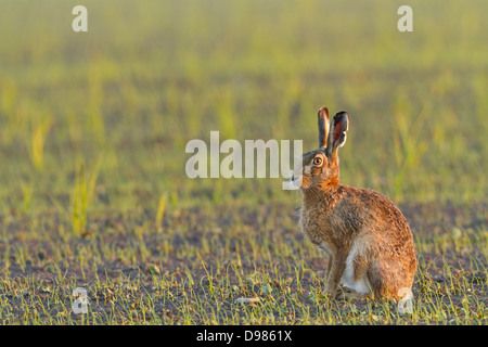 Feldhase, Lepus europaeus, lièvre, lièvre brun Européen Banque D'Images