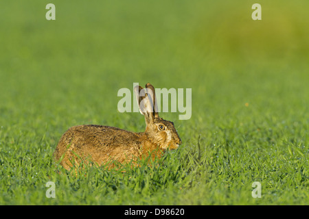 Feldhase, Lepus europaeus, lièvre, lièvre brun Européen Banque D'Images