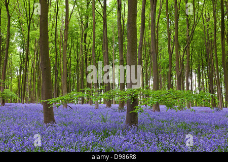 Une branche basse au premier plan sur le hêtre s'étend sur le bois en Michedever bluebells à Hampshire Banque D'Images