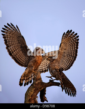 Snake-Eagles sud sont difficiles pour un arbre haut de la perchaude, Phinda Game Reserve, Afrique du Sud Banque D'Images