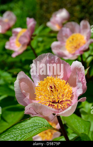 Paeonia lactiflora pivoine chinoise (ou jardin commun avec des pétales de pivoine rose pâle. Cultivar hybride exacte ou pas connus. Banque D'Images