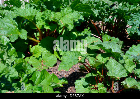 Fort et en bonne santé les plantes avec des tiges de rhubarbe rouge tournant en mûrissant prêts pour la cueillette. Banque D'Images