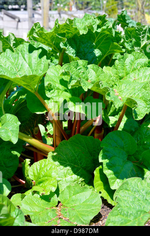 Fort et en bonne santé les plantes avec des tiges de rhubarbe rouge tournant en mûrissant prêts pour la cueillette. Banque D'Images