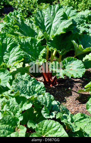 Fort et en bonne santé les plantes avec des tiges de rhubarbe rouge tournant en mûrissant prêts pour la cueillette. Banque D'Images