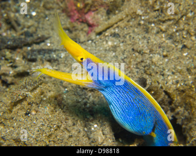 Ruban bleu - Rhinomuraena quaesita anguille, Ambon, Indonésie Banque D'Images