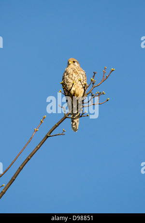 Faucon crécerelle (Falco tinnunculus) perché sur un arbre, Northamptonshire, England, UK Banque D'Images