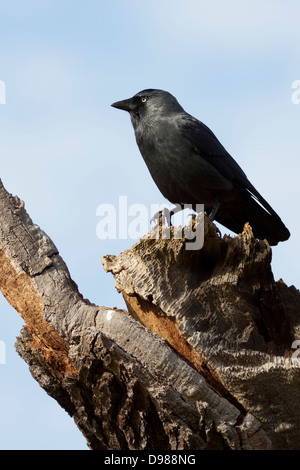 - Corvus monedula choucas perché sur un arbre, Surrey, England, UK Banque D'Images