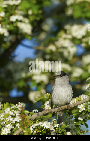 Sylvia atricapilla Blackcap Mönchsgrasmücke,,, Moenchsgrasmuecke Banque D'Images