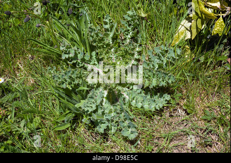 Le laiteron piquant, Sonchus asper, avec d'autres mauvaises herbes, les plantains dans une pelouse gaden Banque D'Images