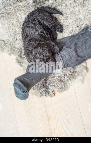 Chiot caniche noir reposant à domicile le mans leg Banque D'Images