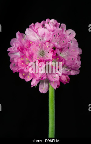 Une fleur, l'Armeria maritima, une plante à fleurs jardin rock Banque D'Images