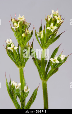 Petites fleurs blanches de gaillet gratteron ou l'éleusine, Galium aparine, avec des feuilles vertes avec poils crochus qui collent aux vêtements Banque D'Images