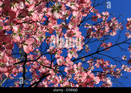 Cornouiller blanc rose des branches d'arbre sur fond de ciel bleu Banque D'Images