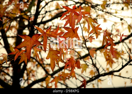 Liquidambar feuilles à l'automne. Banque D'Images