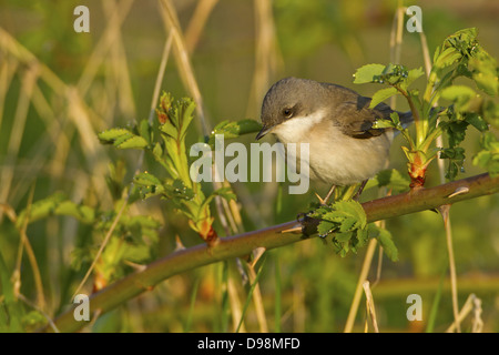 Fauvette grisette Sylvia curruca, moindre, Klappergrasmuecke Klappergrasmücke, Banque D'Images