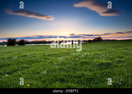 Coucher de soleil sur la rivière Ijssel et de fleurs sauvages sur pré, Gueldre Banque D'Images